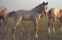 PSICOLOGIA DEL CAVALLO