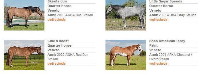 Stalloni - Stagione di monta 2013