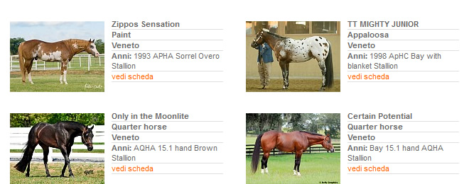 Stalloni - Stagione di monta 2013