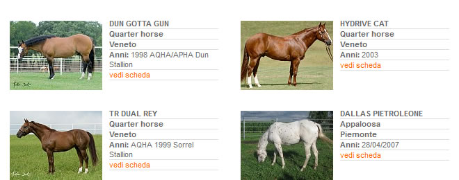 Stalloni - Stagione di monta 2013