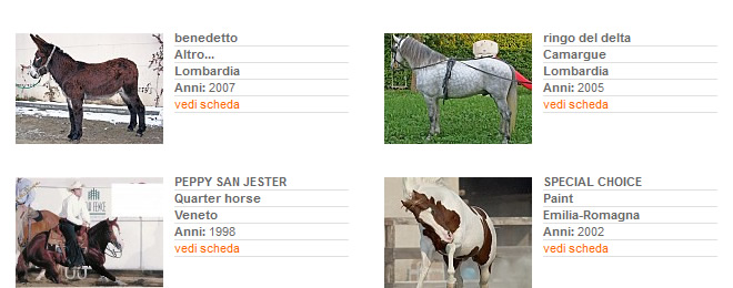 Stalloni - Stagione di monta 2013