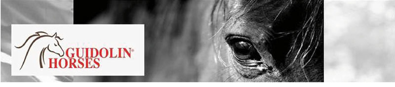 GUIDOLIN HORSES