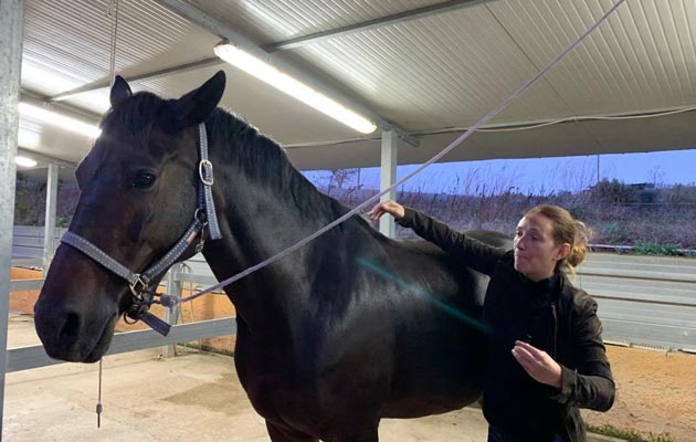 Oli essenziali per il cavallo