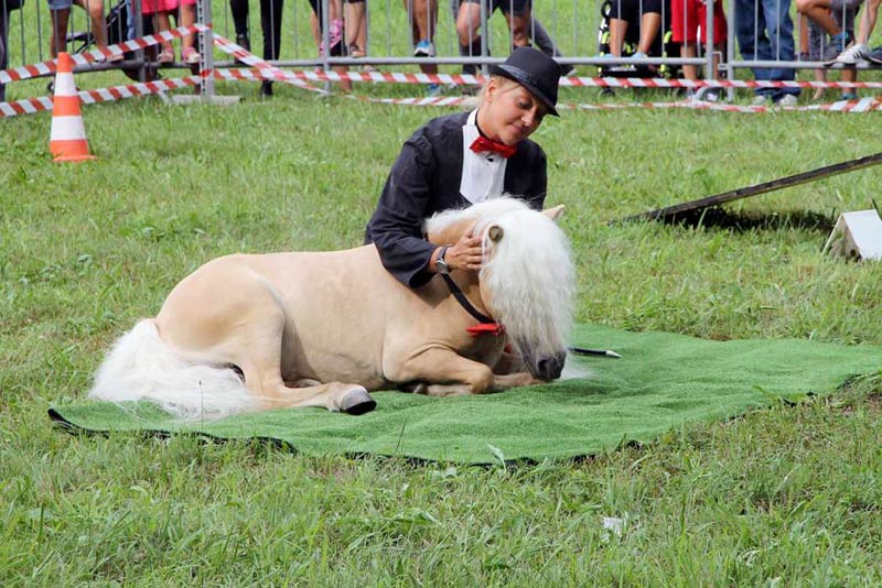ENGEA Pony agility