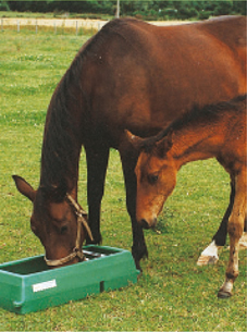 ABBEVERATOI E MANGIATOIE DA PRATO