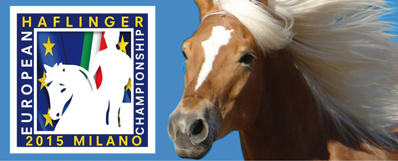 European Haflinger Competition 2015
