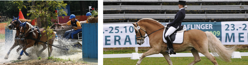 European Haflinger Competition 2015