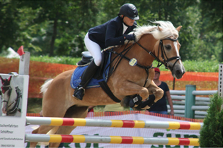 European Haflinger Competition 2015