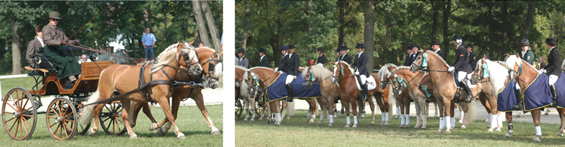 European Haflinger Competition 2015