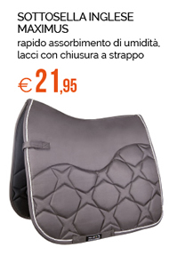 Sottosella inglese Maximus