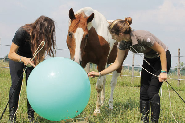 I sensi nella relazione con il cavallo