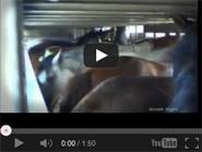 Carne equina: l'altra faccia dello scandalo