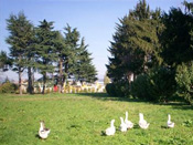 Fattoria Il Laghetto