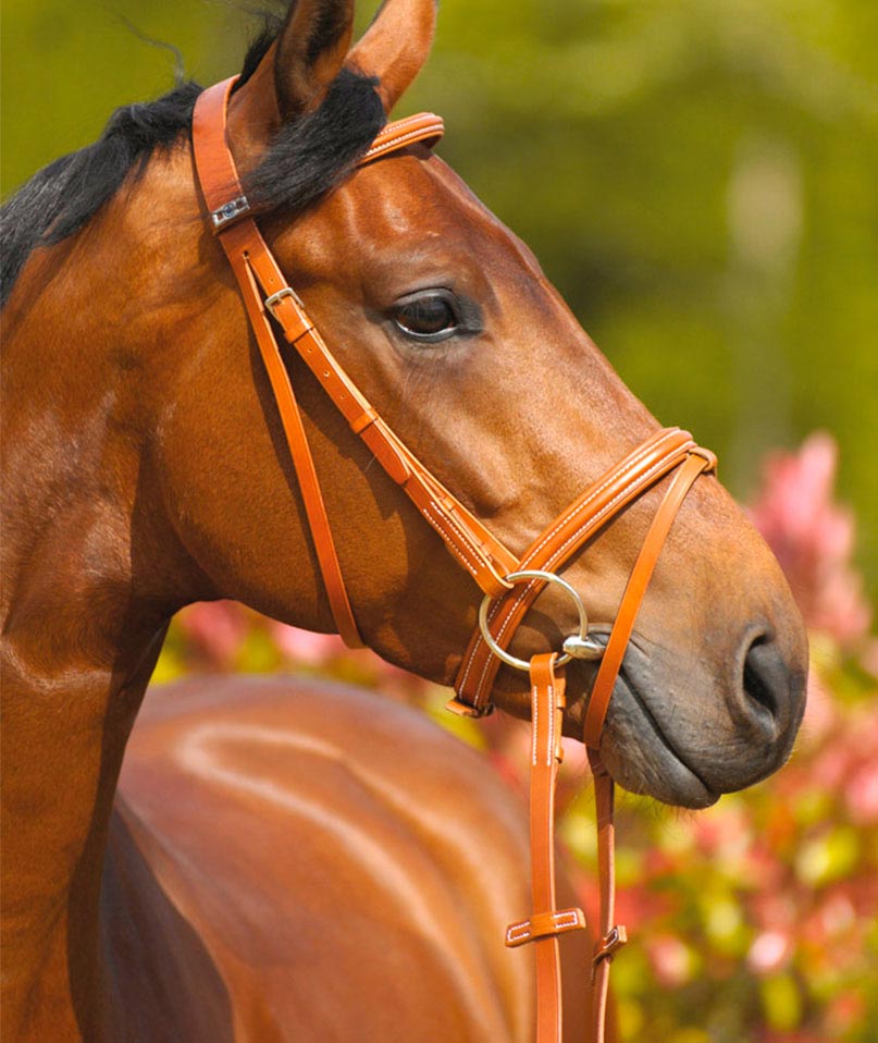 Briglia Wexford cuoio