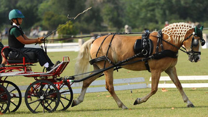 ANACRHAI: Haflinger protagonista delle Poniadi 2019