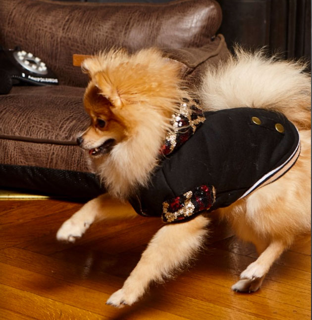 Nuovissimi cappottini per cani croci