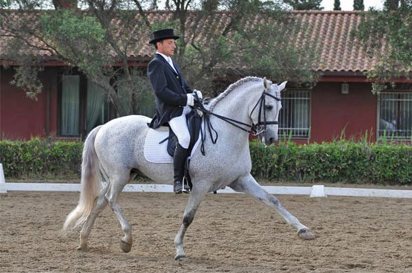 Dressage: numeri record per la Coppa Lazio