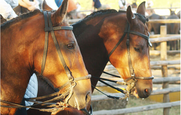 Arte Equestre Rinascimentale: La FITETREC sfila a Napoli
